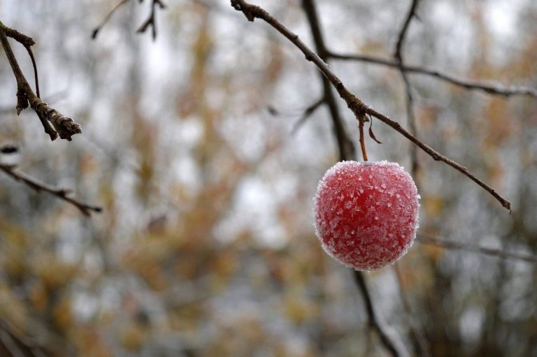 Frozen apple on a branch