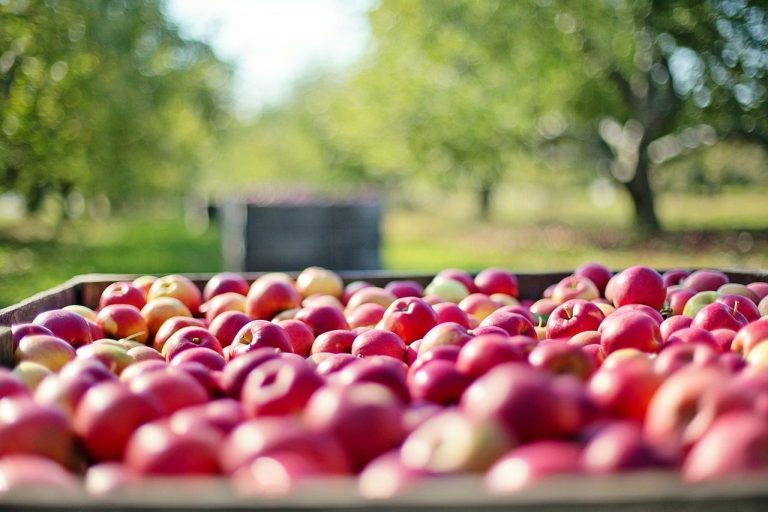 Apples laid out in a crate in an orchard
